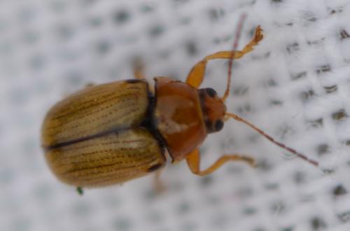 Cryptocephalus sp.